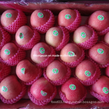 Packed in 20kg Carton Fresh Qinguan Apple